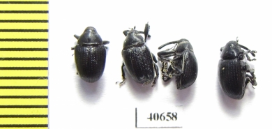 Curculionidae sp.  Argentina - INSECTS-STORE.RU