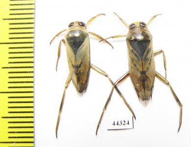 Notonecta sp.  Russia - INSECTS-STORE.RU