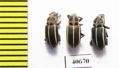 Curculionidae sp.  Argentina - INSECTS-STORE.RU