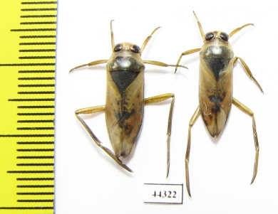 Notonecta sp.  Russia - INSECTS-STORE.RU
