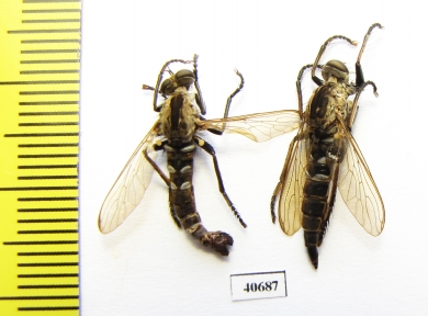 Asilidae sp., pair  Argentina - INSECTS-STORE.RU