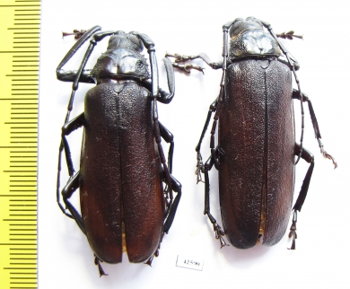Macrotoma sp., pair  South Africa Rep. 46/48mm - INSECTS-STORE.RU