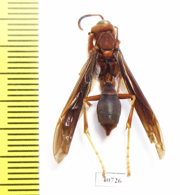 Hymenoptera sp.  Bolivia - INSECTS-STORE.RU