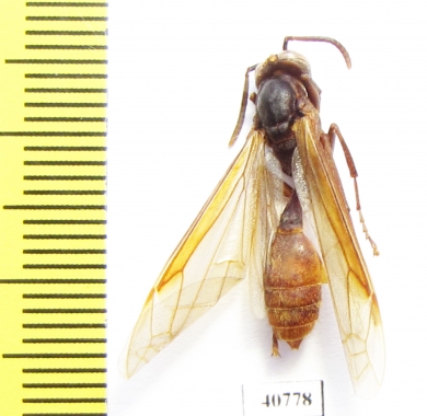 Hymenoptera sp.  Bolivia - INSECTS-STORE.RU