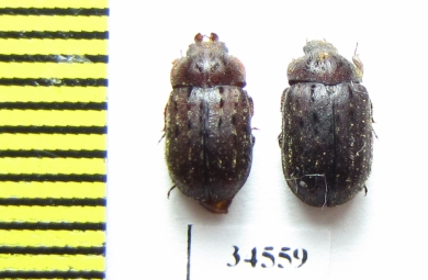 Aesalus ulanovskii, pair  Russia, N.Caucasus - INSECTS-STORE.RU