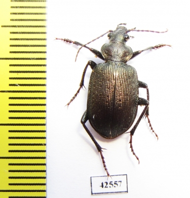 Calosoma imbricatum hottentotum  South Africa Rep. - INSECTS-STORE.RU