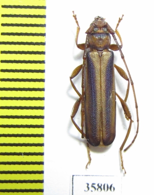 Cerambycidae sp.  Tanzania - INSECTS-STORE.RU