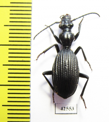 Cypholoba alstoni  South Africa Rep. - INSECTS-STORE.RU