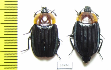 Necrophila cyaniventris, pair  Laos - INSECTS-STORE.RU