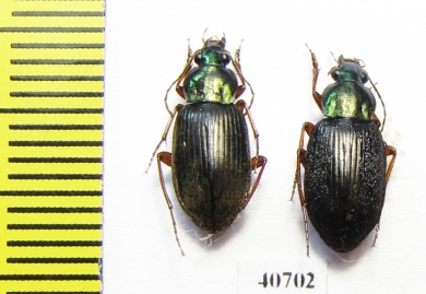 Carabidae sp.  India - INSECTS-STORE.RU