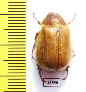 Sparrmannia sp.  South Africa Rep. - INSECTS-STORE.RU