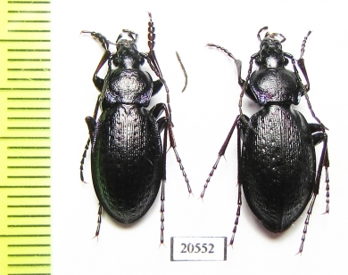 Carabus (Morphocarabus) odoratus melleus?, pair  Russia, Burjatia reg. - INSECTS-STORE.RU