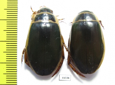 Dytiscus marginalis, pair  Russia, Tver reg. - INSECTS-STORE.RU