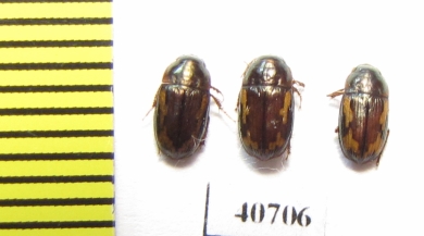 Carabidae sp.  India - INSECTS-STORE.RU