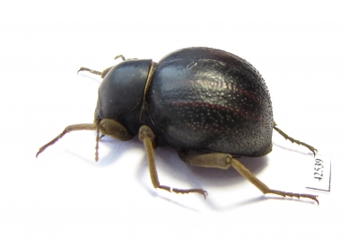 Tenebrionidae sp.  South Africa Rep. - INSECTS-STORE.RU