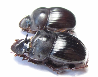 Catharsius sp., pair  India - INSECTS-STORE.RU