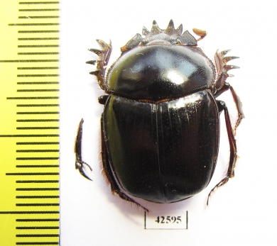 Scarabaeus sp.  South Africa Rep. - INSECTS-STORE.RU