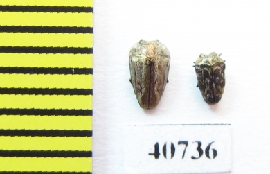 Buprestidae sp.  Argentina - INSECTS-STORE.RU