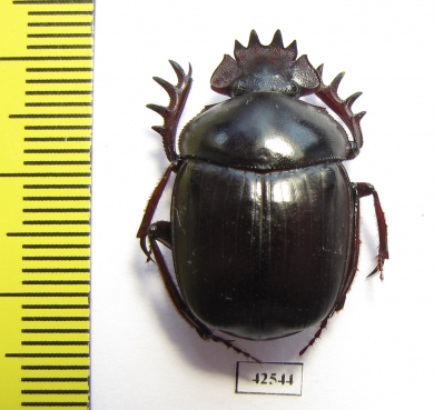 Scarabaeus sp.  South Africa Rep. - INSECTS-STORE.RU