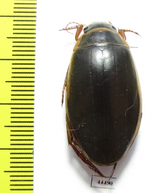 Dytiscus circumcinctus  Russia, Tver reg. - INSECTS-STORE.RU