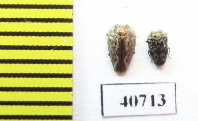 Buprestidae sp.  Argentina - INSECTS-STORE.RU