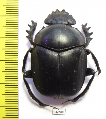 Scarabaeus sp.  South Africa Rep. - INSECTS-STORE.RU