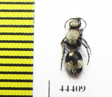 Mutillidae sp.  Kazakhstan - INSECTS-STORE.RU