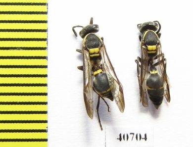 Hymenoptera sp.  Argentina - INSECTS-STORE.RU