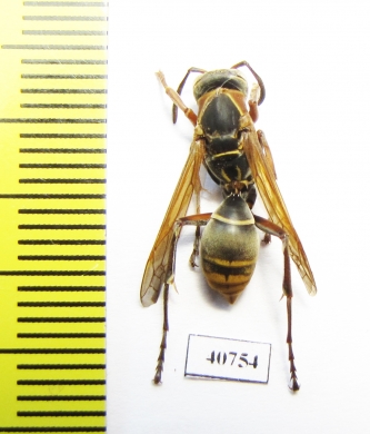 Hymenoptera sp.  Argentina - INSECTS-STORE.RU