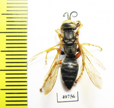 Hymenoptera sp.  Argentina - INSECTS-STORE.RU