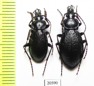 Carabus (Morphocarabus) odoratus melleus?, pair  Russia, Burjatia reg. - INSECTS-STORE.RU