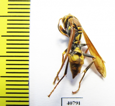 Hymenoptera sp.  Argentina - INSECTS-STORE.RU