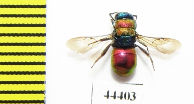 Chrysididae sp.  Kazakhstan - INSECTS-STORE.RU