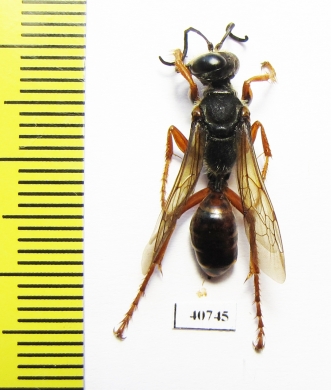 Hymenoptera sp.  Argentina - INSECTS-STORE.RU