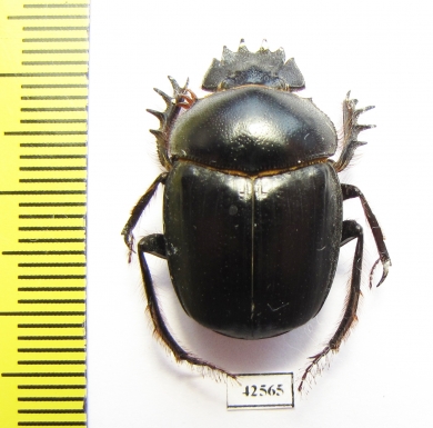 Scarabaeus sp.  South Africa Rep. - INSECTS-STORE.RU