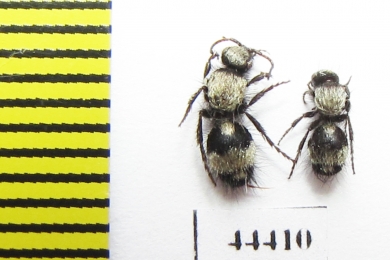 Mutillidae sp.  Kazakhstan - INSECTS-STORE.RU