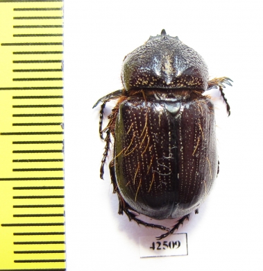 Dynastinae sp.  South Africa Rep. - INSECTS-STORE.RU