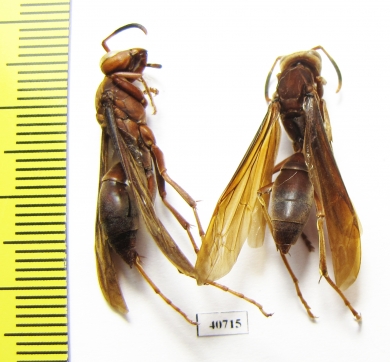 Hymenoptera sp.  Argentina - INSECTS-STORE.RU