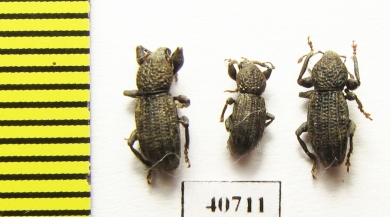 Curculionidae sp.  Malaysia, Borneo - INSECTS-STORE.RU