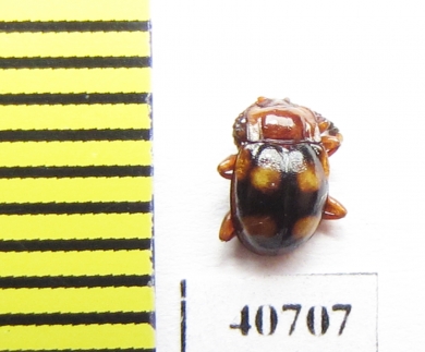 Endomychidae sp.  Malaysia, Borneo - INSECTS-STORE.RU