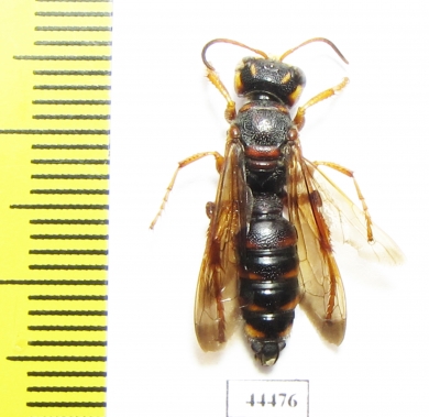 Hymenoptera sp.  Kazakhstan - INSECTS-STORE.RU