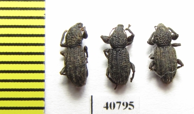 Curculionidae sp.  Malaysia, Borneo - INSECTS-STORE.RU