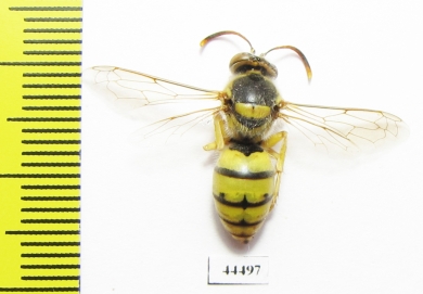 Hymenoptera sp.  Kazakhstan - INSECTS-STORE.RU