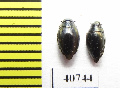 Gyrinidae sp.  Malaysia, Borneo - INSECTS-STORE.RU