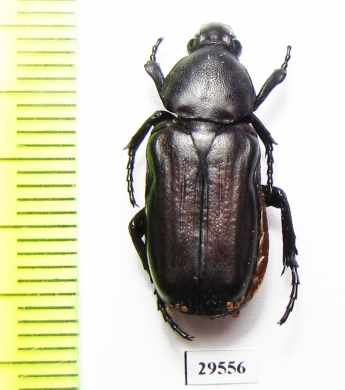 Cremastocheilini sp.  Togo - INSECTS-STORE.RU