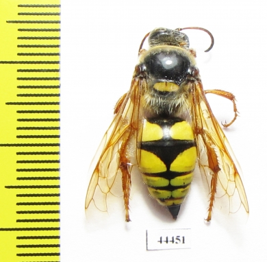 Hymenoptera sp.  Kazakhstan - INSECTS-STORE.RU