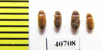 Ptilodactylidae sp.  Malaysia, Borneo - INSECTS-STORE.RU