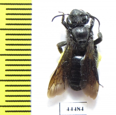 Hymenoptera sp.  Kazakhstan - INSECTS-STORE.RU