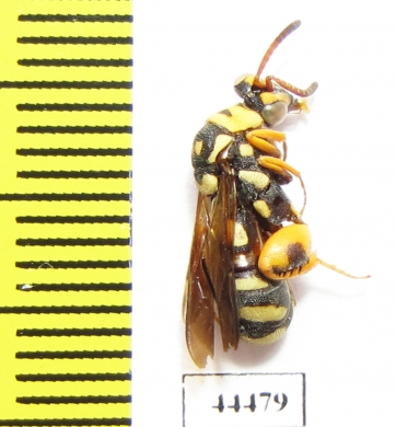 Ichneumonoidea sp.  Kazakhstan - INSECTS-STORE.RU