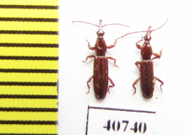 Brentidae sp.  Thailand - INSECTS-STORE.RU